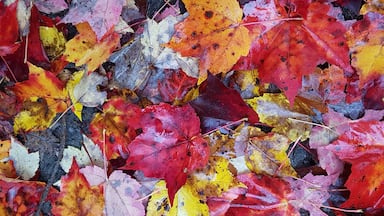 So colourful for the fall canopy.
