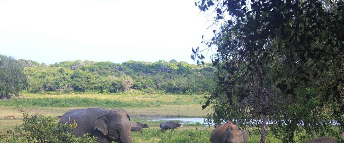 Kumana national park is a great place to see elephants and take close ups of them. Due to its wealth in variety of birds it is also called as Kumana Birds Sanctuary. This was the greatest day of our road trip.