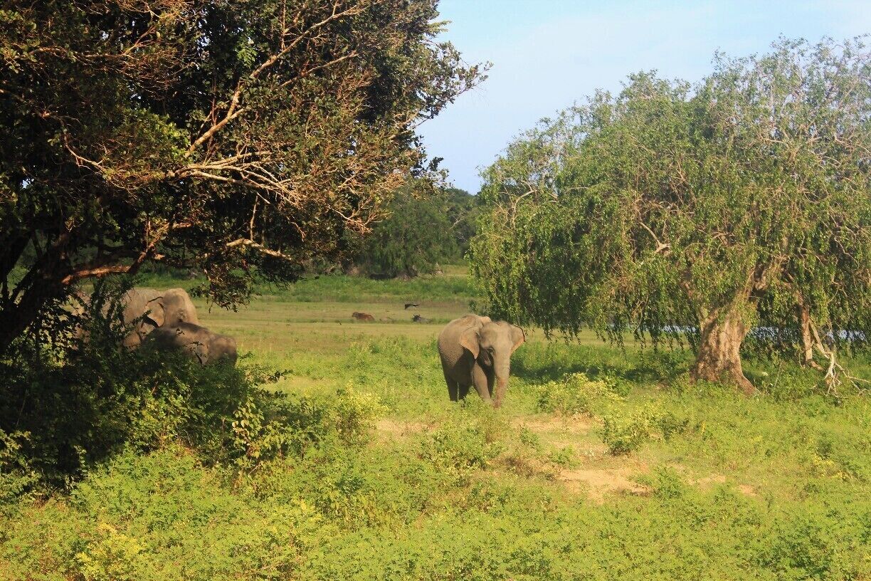 A herd of elephants at Kumana birds sanctuary. The safari was breath taking. The best place visited while our road trip.