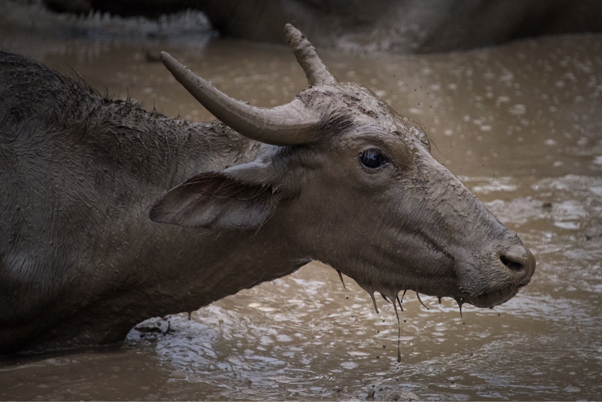 One of the best national parks of sri lanka. Well worth a visit