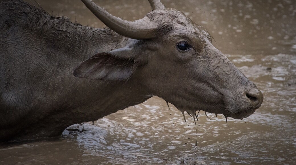 One of the best national parks of sri lanka. Well worth a visit