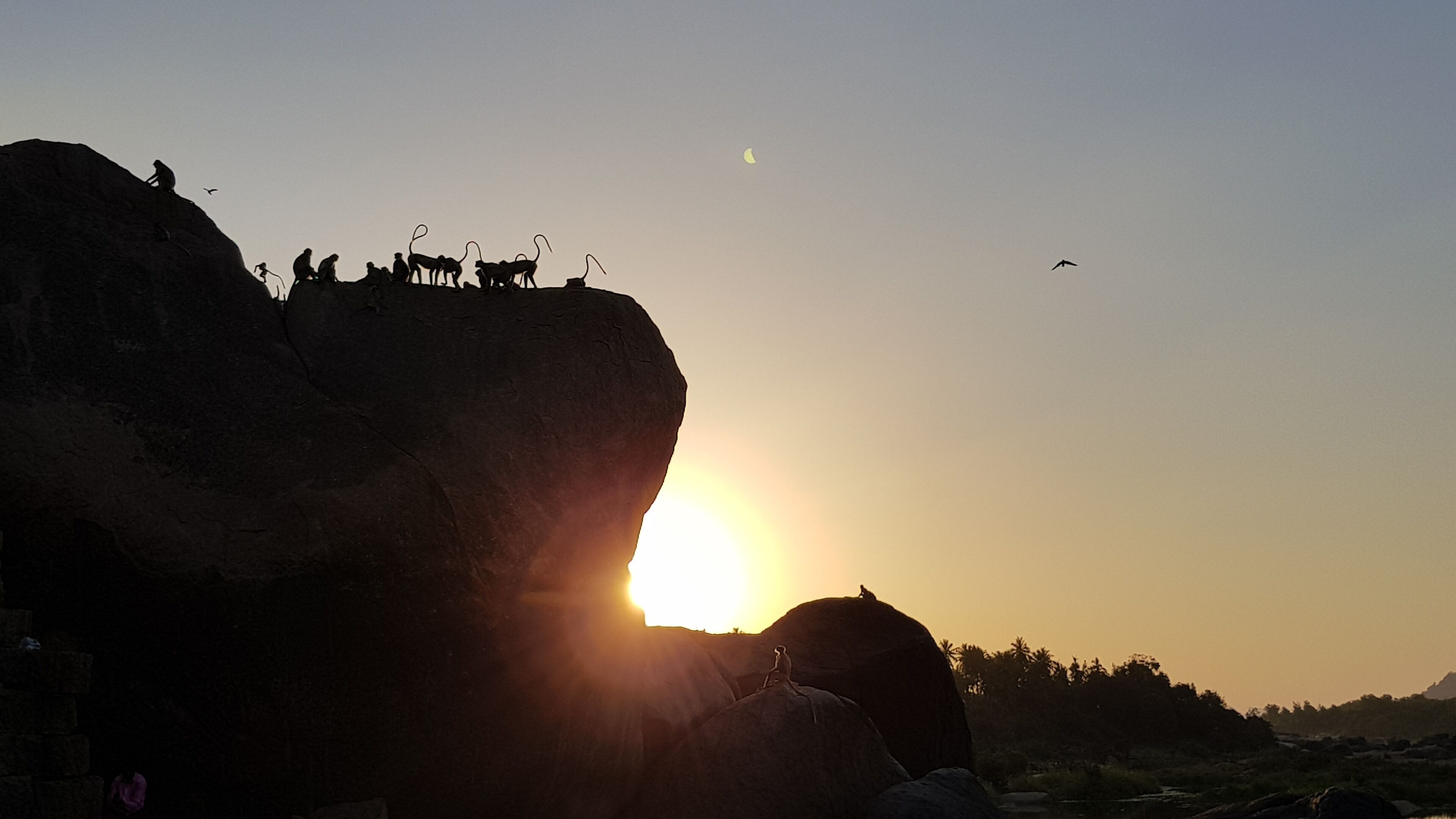 Walking back from the temple at sunset you can watch the monkeys enjoying the last of the sun. Locals feed peanuts to them :-) 

#hampi
#india
#monkeys
#temples
#sunset
