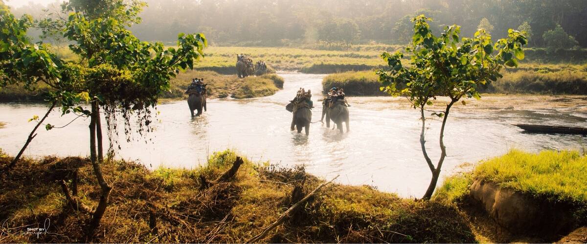 Elephants walking through a river surrounded by trees.