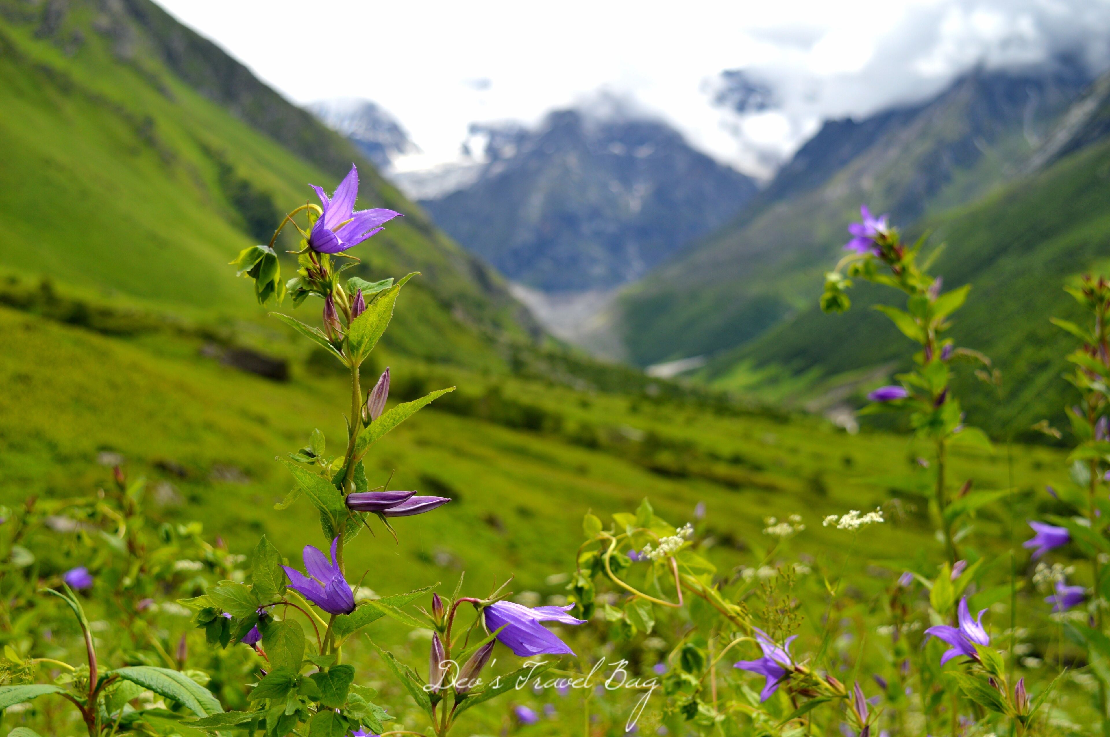 I usually do not believe in making a bucket list because I think that travelling is more about experiences and memories which you make in a destination rather than ticking off places one after another. .
But Valley of flower was an exception for me. I had heard about this place a few years ago but I really never bothered much about it. .
It was the late Winter of this year when I actually started reading about it and since then my craving and curiosity to visit this valley just kept increasing with every Sunrise. I immediately wanted to leave everything and come here.
.
But sadly that was not the right time to come here because flowers blosoom only in monsoon. .
That's why, I could do nothing but just had to wait patiently until Monsoon hits the valley and fill it with magical flowers. .
. ...
.
.
.
.
.
.
.
.
. .
. .
#yourshotphotographer #NGTDailyShot #Natgeotravel #CNtravelerindia #Beautifuldestinations #LonelyPlanetIndia #Earthescope #theweekoninstagram 
#IncredibleIndia  #_soi #igramming_india #indiatravel #indiatourism #travelrealindia #Lifewelltravelled #travelbug #traveladdict #travellife #travels #travelgram #instatravel #instatraveling #instapassport #travelblog #travelblogger #passionpassport #ilovetravel #sky #nakedplanet #Himalayas
#troveron #Lifeatexpedia #troveontuesday #troveron #Lifeatexpedia