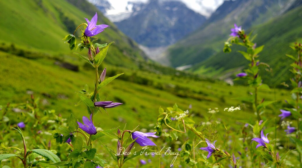 I usually do not believe in making a bucket list because I think that travelling is more about experiences and memories which you make in a destination rather than ticking off places one after another. .
But Valley of flower was an exception for me. I had heard about this place a few years ago but I really never bothered much about it. .
It was the late Winter of this year when I actually started reading about it and since then my craving and curiosity to visit this valley just kept increasing with every Sunrise. I immediately wanted to leave everything and come here.
.
But sadly that was not the right time to come here because flowers blosoom only in monsoon. .
That's why, I could do nothing but just had to wait patiently until Monsoon hits the valley and fill it with magical flowers. .
. ...
.
.
.
.
.
.
.
.
. .
. .
#yourshotphotographer #NGTDailyShot #Natgeotravel #CNtravelerindia #Beautifuldestinations #LonelyPlanetIndia #Earthescope #theweekoninstagram
#IncredibleIndia #_soi #igramming_india #indiatravel #indiatourism #travelrealindia #Lifewelltravelled #travelbug #traveladdict #travellife #travels #travelgram #instatravel #instatraveling #instapassport #travelblog #travelblogger #passionpassport #ilovetravel #sky #nakedplanet #Himalayas
#troveron #Lifeatexpedia #troveontuesday #troveron #Lifeatexpedia
