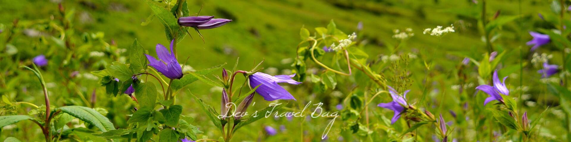 I usually do not believe in making a bucket list because I think that travelling is more about experiences and memories which you make in a destination rather than ticking off places one after another. .
But Valley of flower was an exception for me. I had heard about this place a few years ago but I really never bothered much about it. .
It was the late Winter of this year when I actually started reading about it and since then my craving and curiosity to visit this valley just kept increasing with every Sunrise. I immediately wanted to leave everything and come here.
.
But sadly that was not the right time to come here because flowers blosoom only in monsoon. .
That's why, I could do nothing but just had to wait patiently until Monsoon hits the valley and fill it with magical flowers. .
. ...
.
.
.
.
.
.
.
.
. .
. .
#yourshotphotographer #NGTDailyShot #Natgeotravel #CNtravelerindia #Beautifuldestinations #LonelyPlanetIndia #Earthescope #theweekoninstagram
#IncredibleIndia #_soi #igramming_india #indiatravel #indiatourism #travelrealindia #Lifewelltravelled #travelbug #traveladdict #travellife #travels #travelgram #instatravel #instatraveling #instapassport #travelblog #travelblogger #passionpassport #ilovetravel #sky #nakedplanet #Himalayas
#troveron #Lifeatexpedia #troveontuesday #troveron #Lifeatexpedia