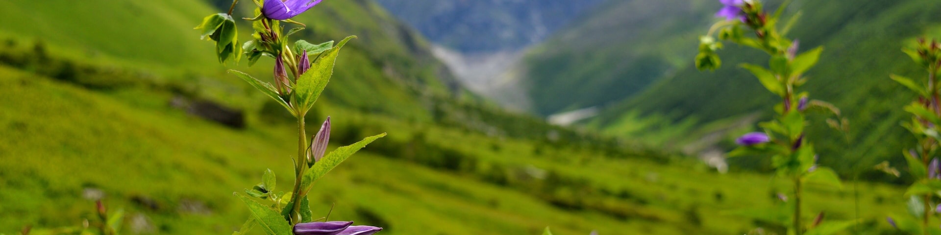I usually do not believe in making a bucket list because I think that travelling is more about experiences and memories which you make in a destination rather than ticking off places one after another. .
But Valley of flower was an exception for me. I had heard about this place a few years ago but I really never bothered much about it. .
It was the late Winter of this year when I actually started reading about it and since then my craving and curiosity to visit this valley just kept increasing with every Sunrise. I immediately wanted to leave everything and come here.
.
But sadly that was not the right time to come here because flowers blosoom only in monsoon. .
That's why, I could do nothing but just had to wait patiently until Monsoon hits the valley and fill it with magical flowers. .
. ...
.
.
.
.
.
.
.
.
. .
. .
#yourshotphotographer #NGTDailyShot #Natgeotravel #CNtravelerindia #Beautifuldestinations #LonelyPlanetIndia #Earthescope #theweekoninstagram
#IncredibleIndia #_soi #igramming_india #indiatravel #indiatourism #travelrealindia #Lifewelltravelled #travelbug #traveladdict #travellife #travels #travelgram #instatravel #instatraveling #instapassport #travelblog #travelblogger #passionpassport #ilovetravel #sky #nakedplanet #Himalayas
#troveron #Lifeatexpedia #troveontuesday #troveron #Lifeatexpedia
