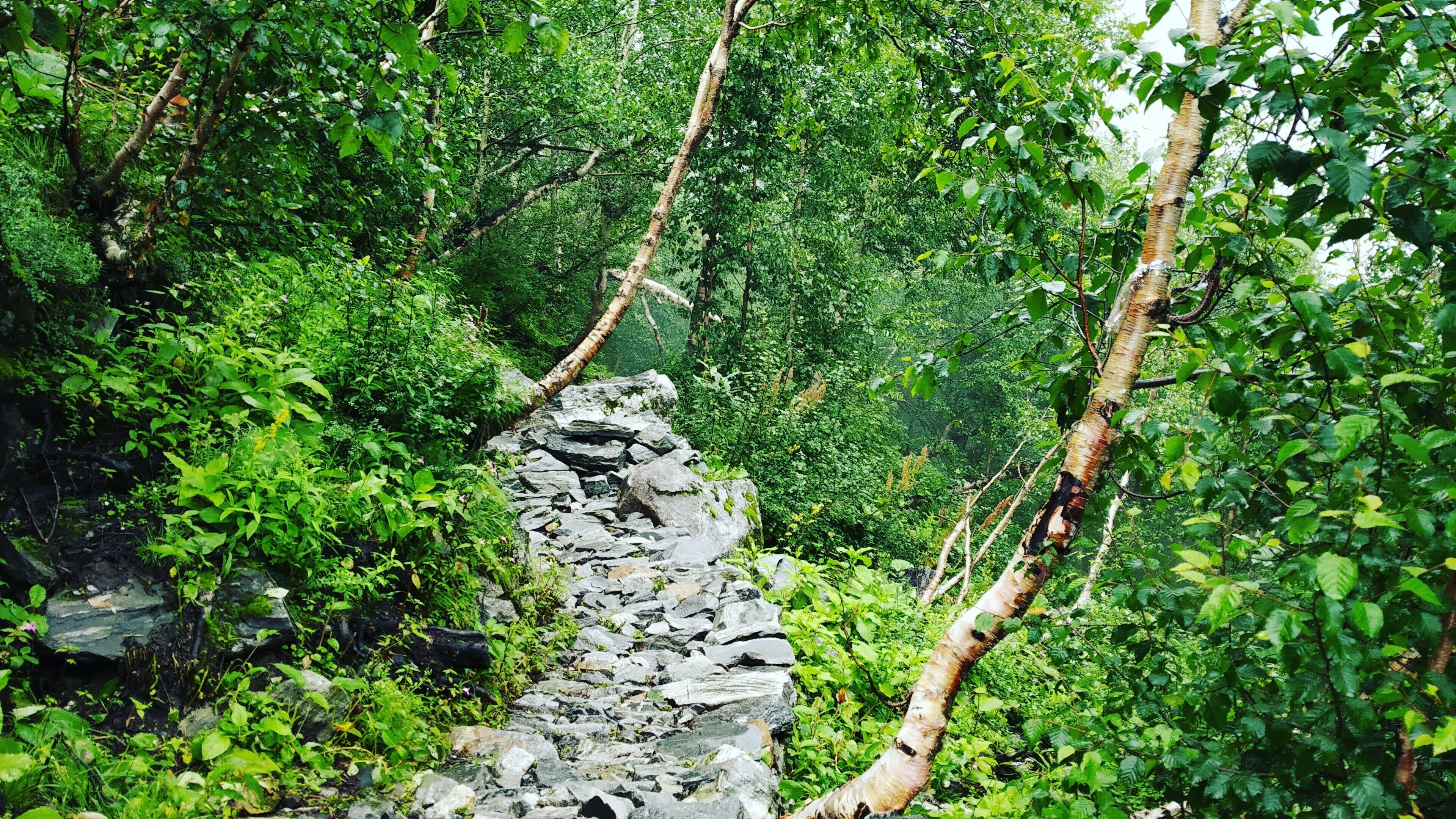 A stone pathway through a dense forest with lush greenery and trees.