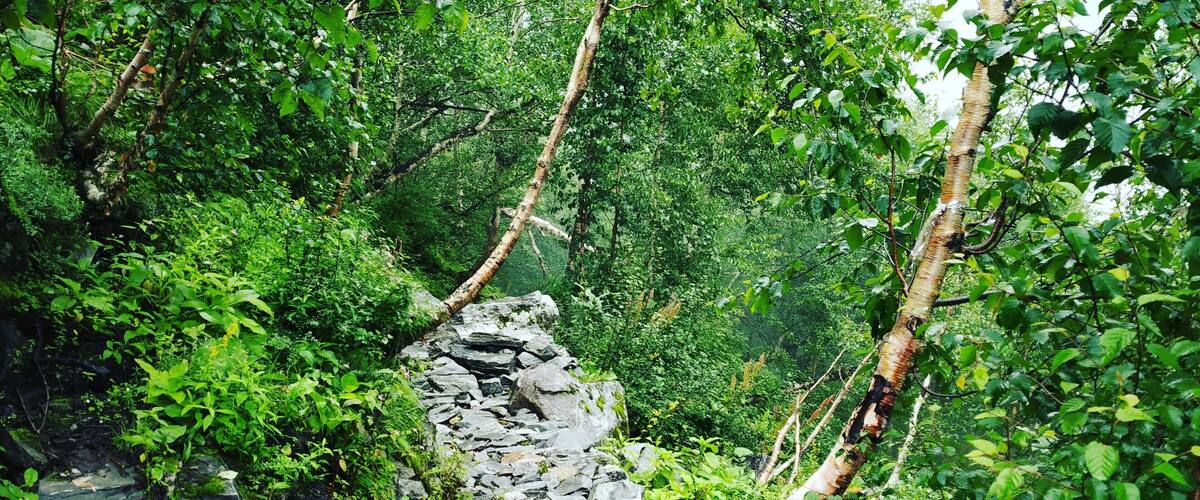 A stone pathway through a dense forest with lush greenery and trees.