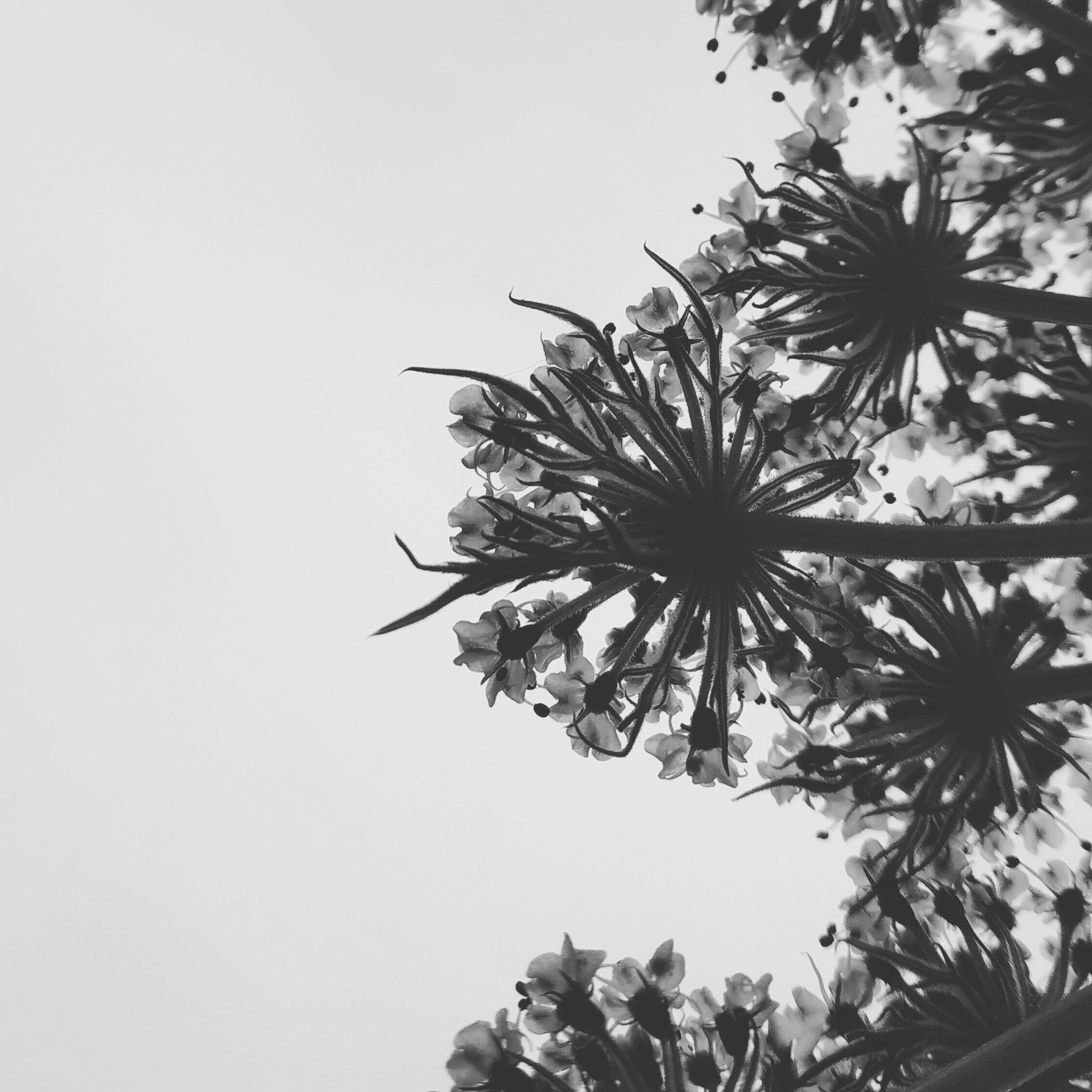 Sky through flowers. Beauty is every where.  Under the flowers.

#valleyofflowers #himalayas #blogs #blogger #travelgram #travelphotography #photography #travel #travelblogger #photoblog #photoblogger ##rajkot #trek #trekking #vof #flowers #instagram #incredibleindia