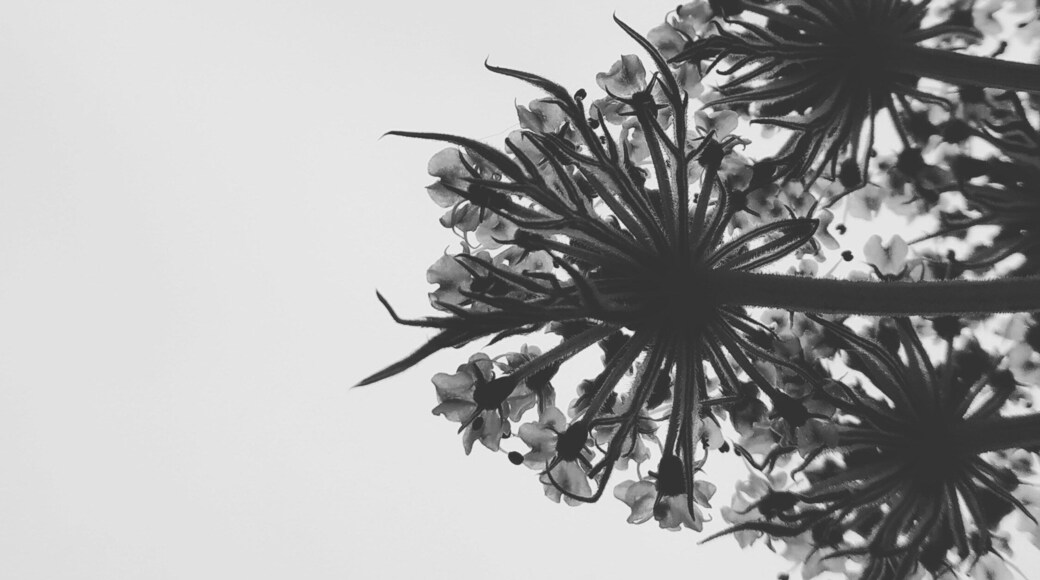 Sky through flowers. Beauty is every where. Under the flowers.
#valleyofflowers #himalayas #blogs #blogger #travelgram #travelphotography #photography #travel #travelblogger #photoblog #photoblogger ##rajkot #trek #trekking #vof #flowers #instagram #incredibleindia