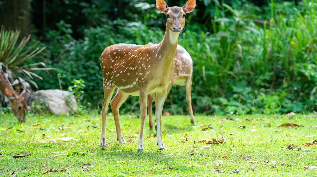 Zoo Taiping & Night Safari