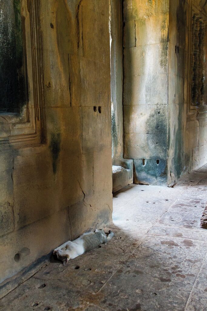 Nap time at the temple! This little guy was enjoying the shade at the Banteay Samre. 
Samre and Srei are great temples to visit, a bit outside of the main sites ofAngkor and hence way fewer people!