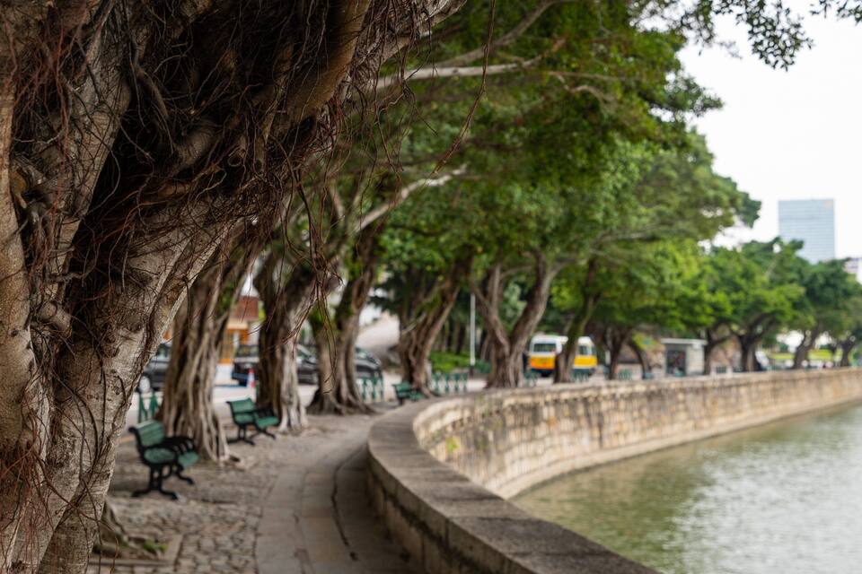 A tree-lined pathway beside a body of water, with benches and a stone wall.