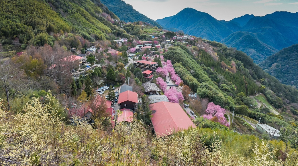 Beautiful Sakura Blooming On The Trail To The Divine Tree Zone (Giant Tree Forest) Of Smangus Tribe (Qalang Smangus, The Tribe of God), Jianshi, Hsinchu, Taiwan