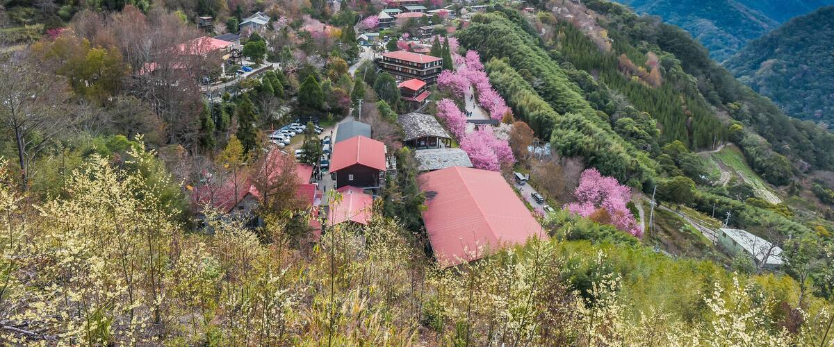 Beautiful Sakura Blooming On The Trail To The Divine Tree Zone (Giant Tree Forest) Of Smangus Tribe (Qalang Smangus, The Tribe of God), Jianshi, Hsinchu, Taiwan
