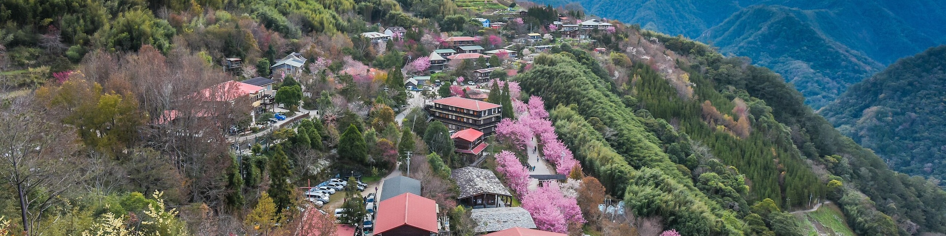 Beautiful Sakura Blooming On The Trail To The Divine Tree Zone (Giant Tree Forest) Of Smangus Tribe (Qalang Smangus, The Tribe of God), Jianshi, Hsinchu, Taiwan