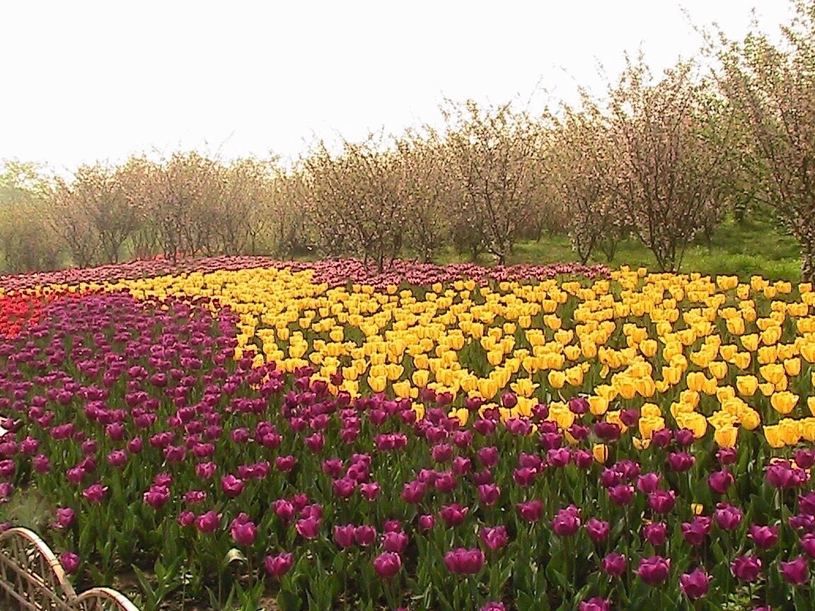 Tip toe through the tulips.