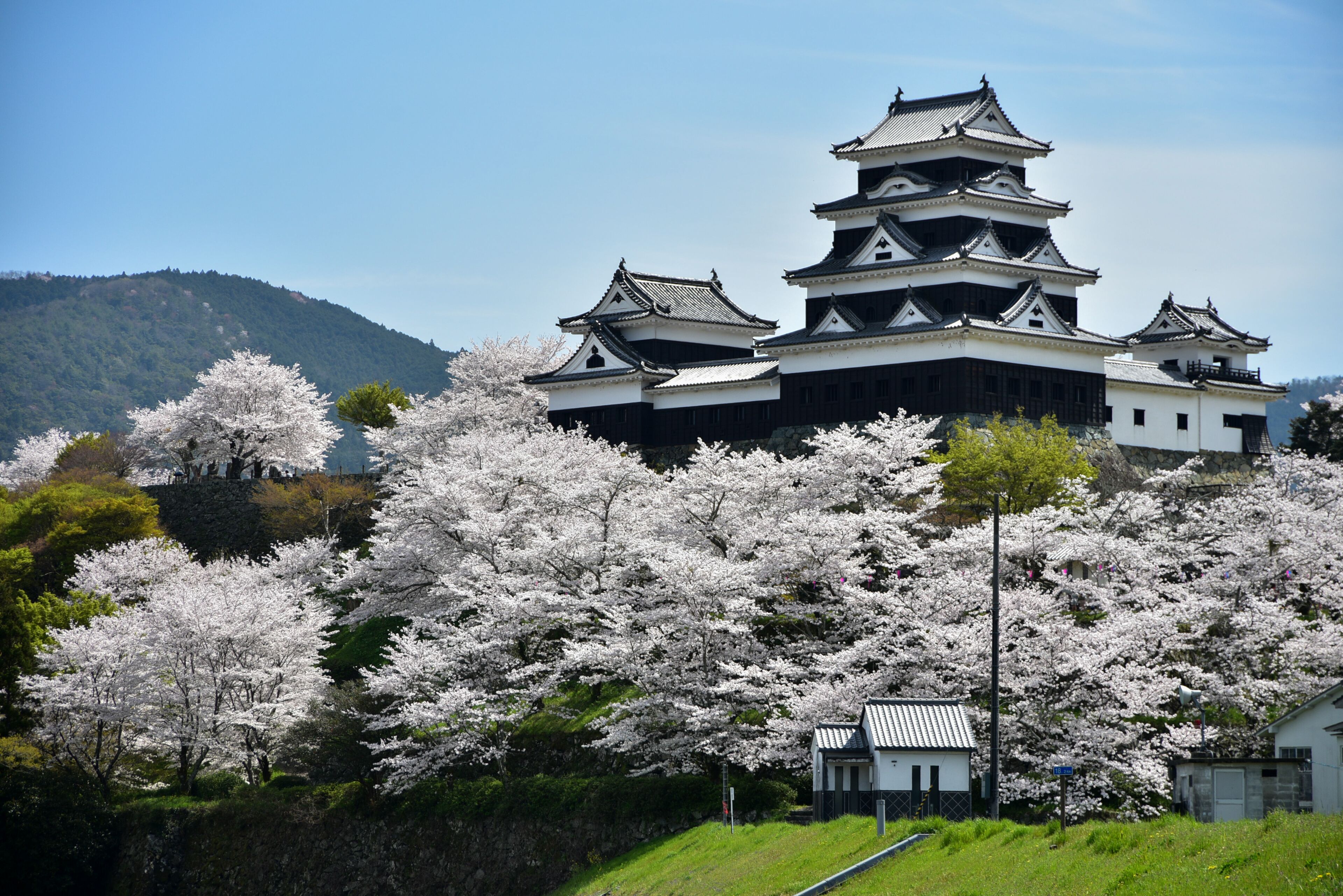 大洲城に咲く満開の桜