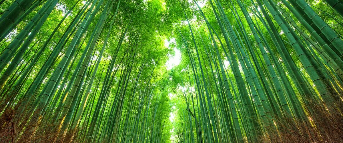 A bamboo forest pathway with tall green bamboo and a clear sky.