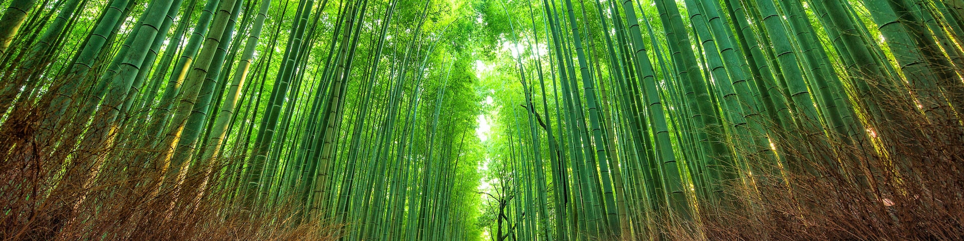 A bamboo forest pathway with tall green bamboo and a clear sky.