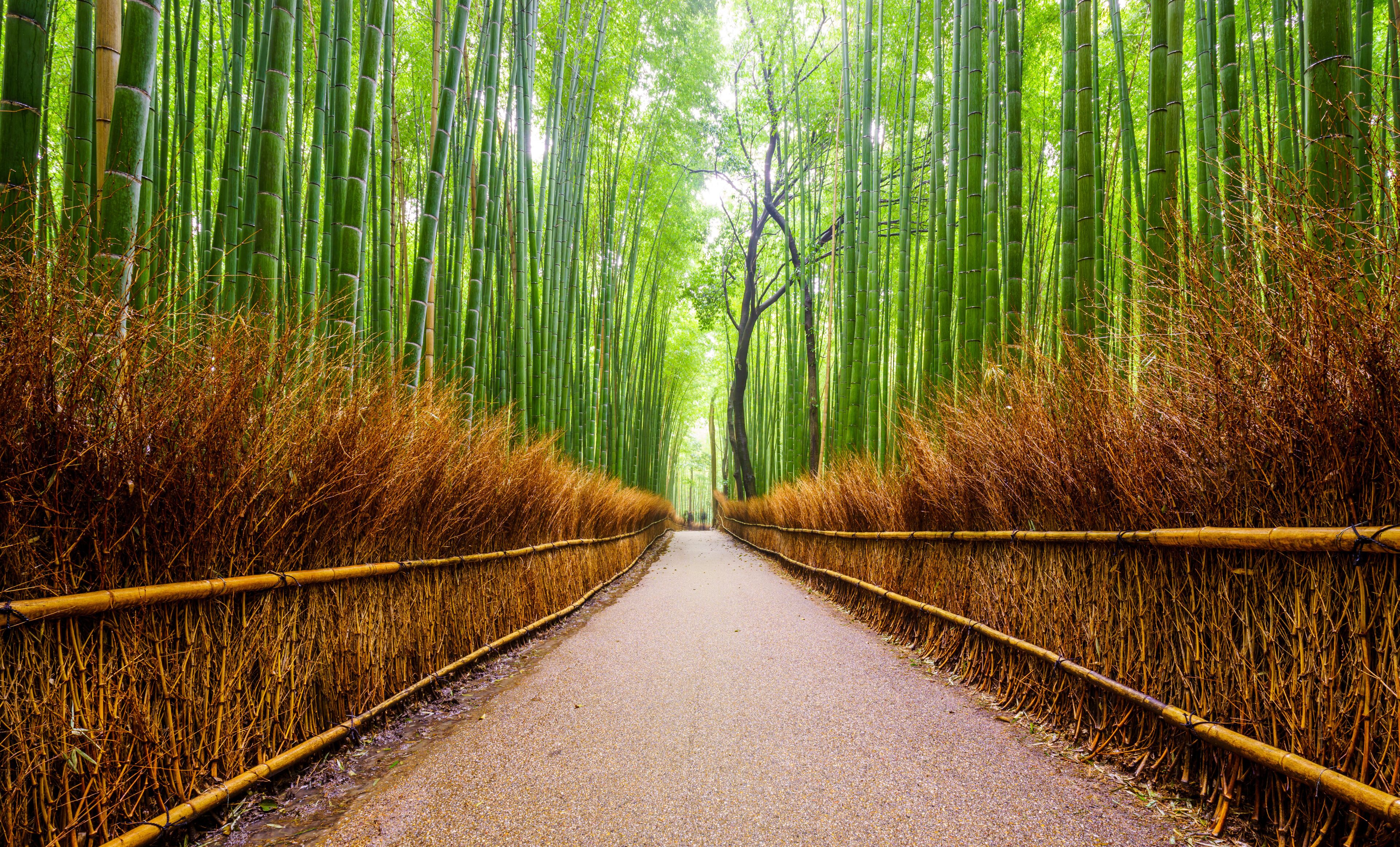 Path to bamboo forest, Arashiyama, Kyoto, Japan.