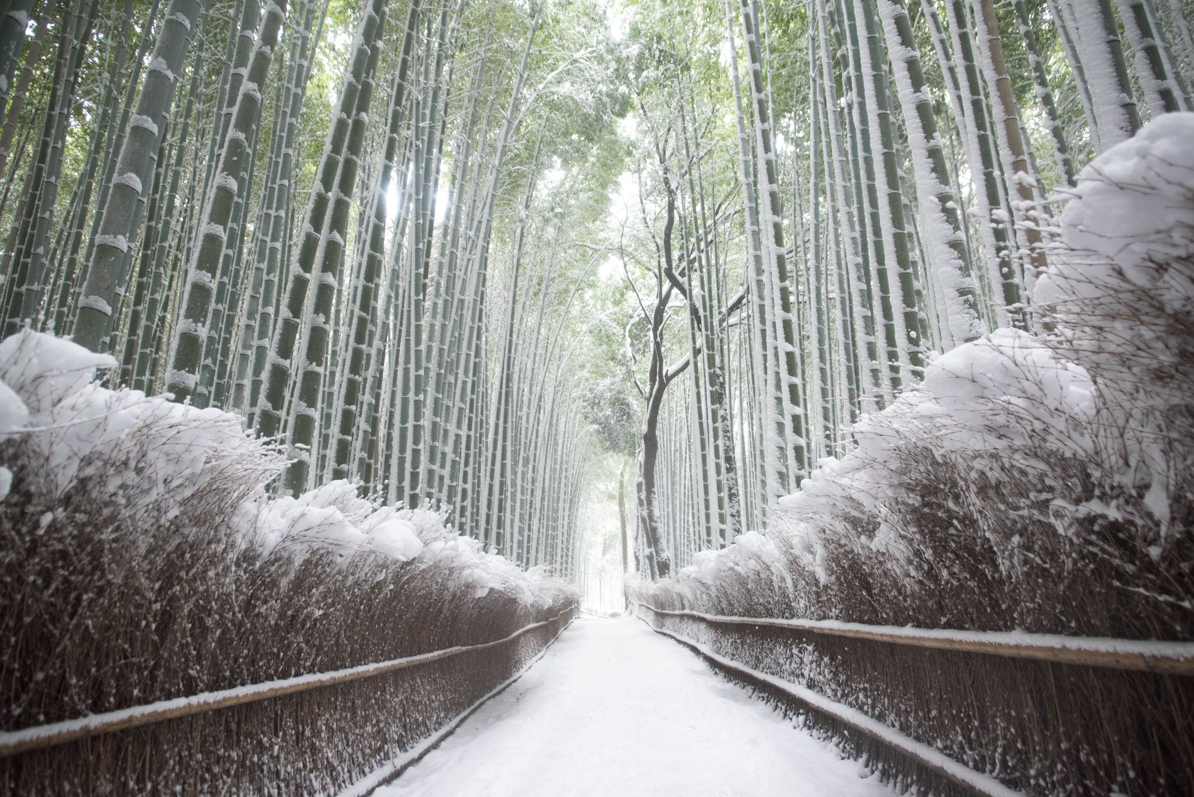 雪の京都・嵐山「竹林の小径」 静寂なシンメトリー  構図の風景 Arashiyama Bamboo Grove in Snow