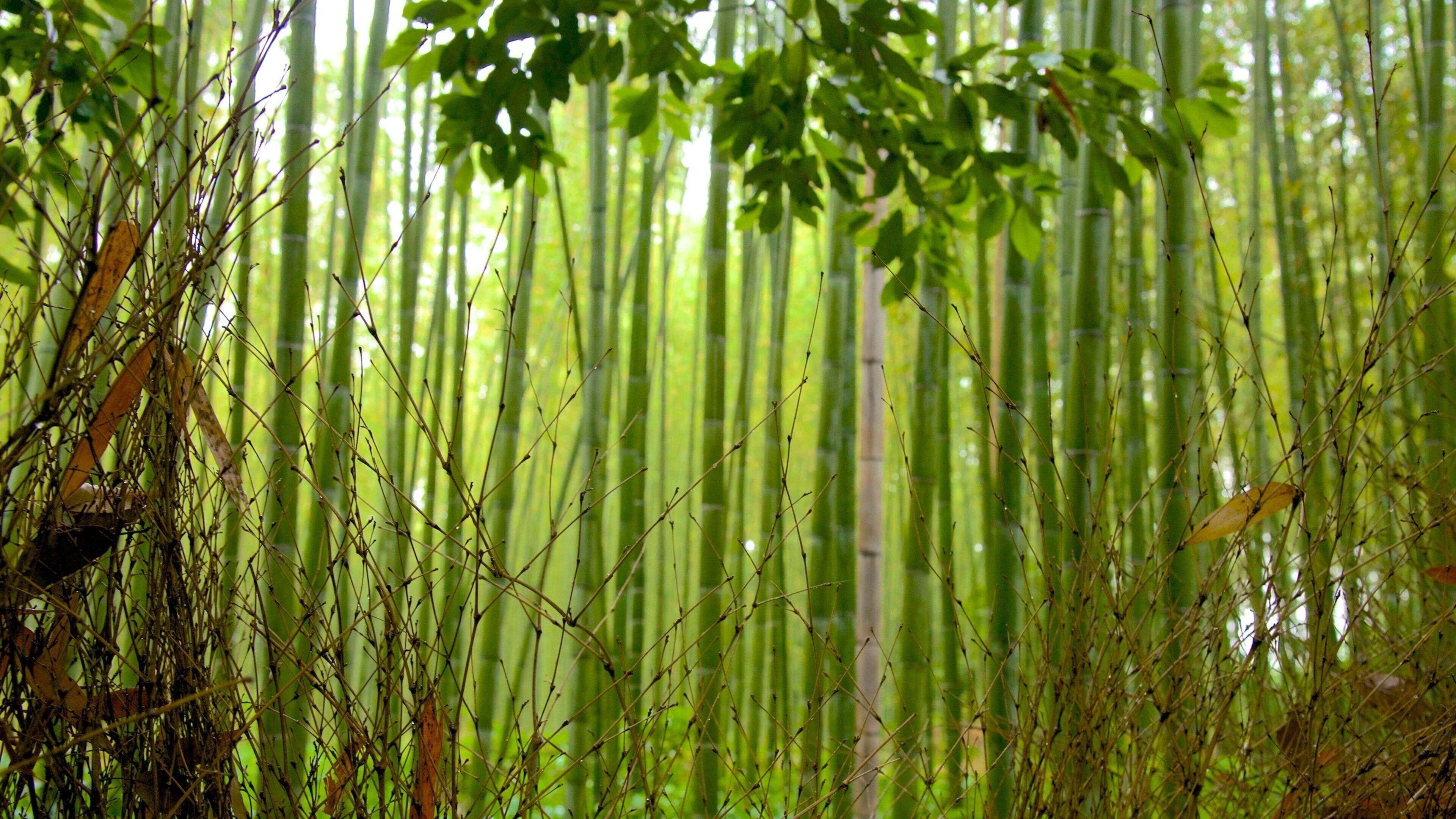 Arashiyama Bamboo Grove which includes forests and landscape views