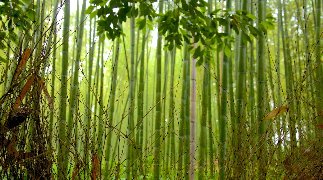 Arashiyama Bamboo Grove which includes forests and landscape views