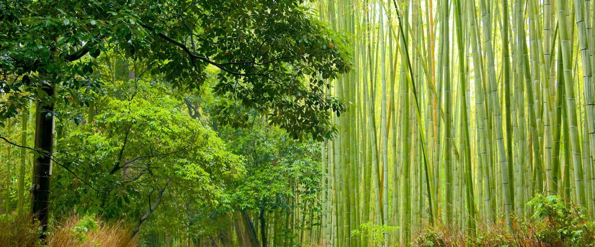 เกียวโต แสดง สวนสาธารณะ, วิวทิวทัศน์ และ ป่า