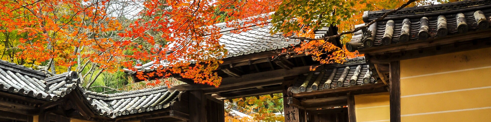 Um edifício japonês tradicional com telhado de telhas, rodeado por folhagem de outono.