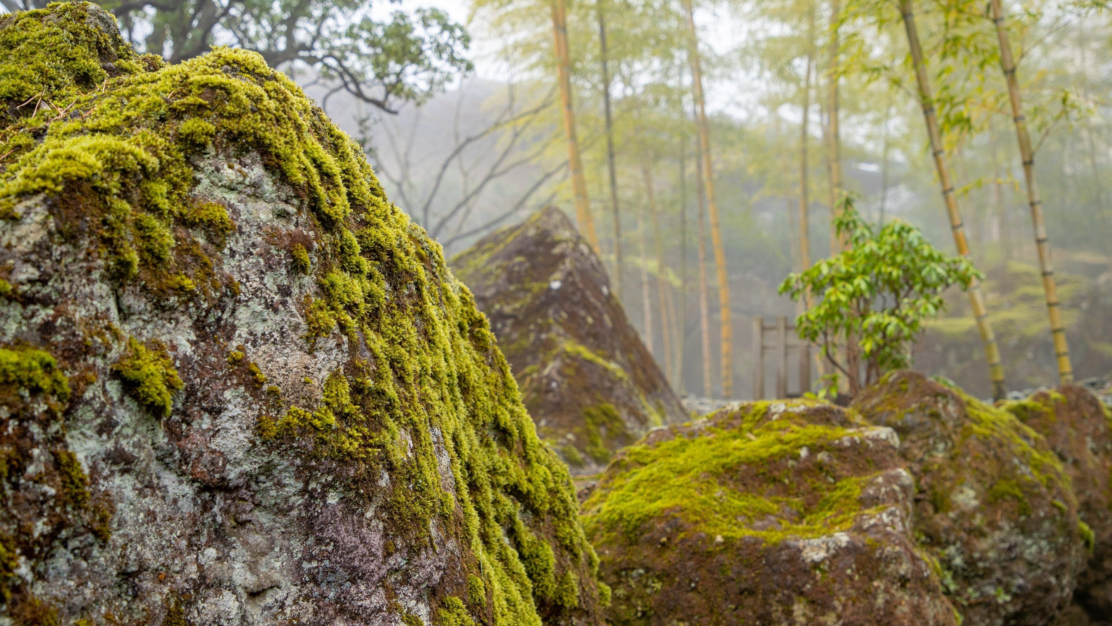 Hakone Museum of Art featuring a park