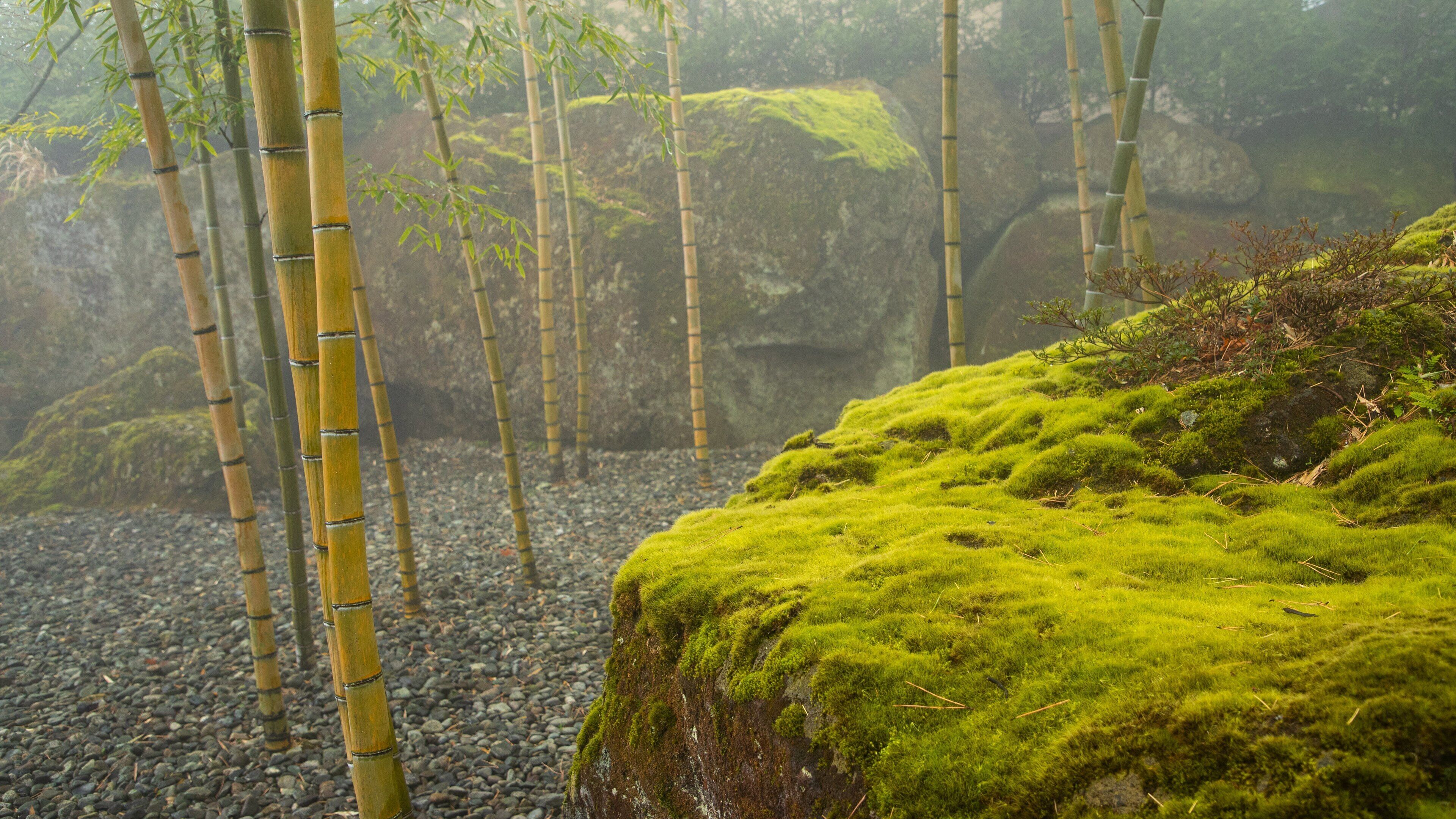 A bamboo forest with moss-covered rocks and a pebbled ground.