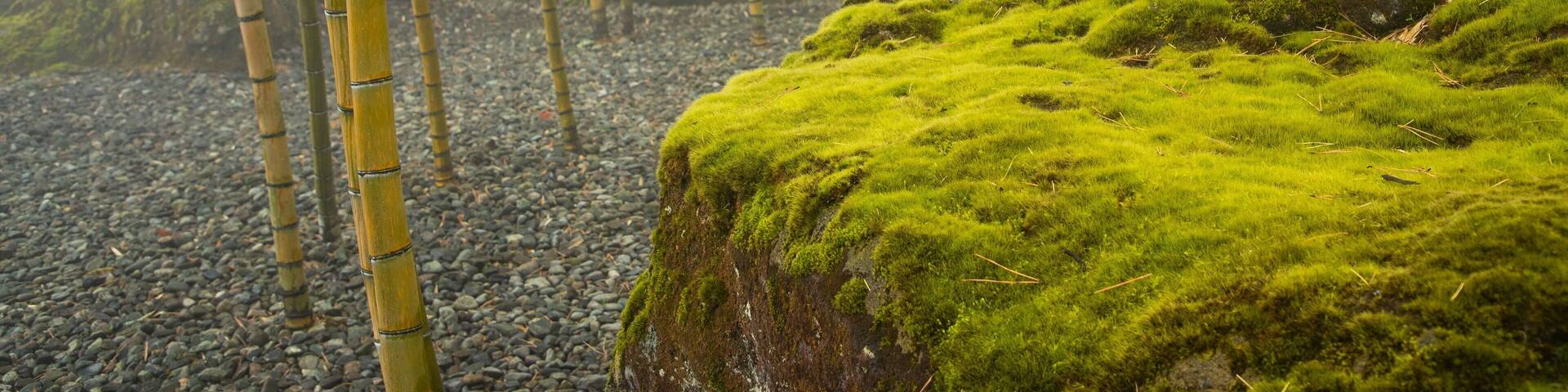 Bosque de bambú con rocas cubiertas de musgo y suelo de guijarros.