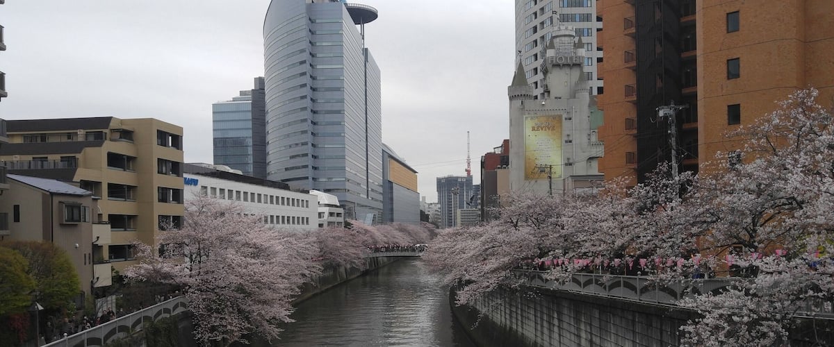 Meguro river with Sakura Blossom