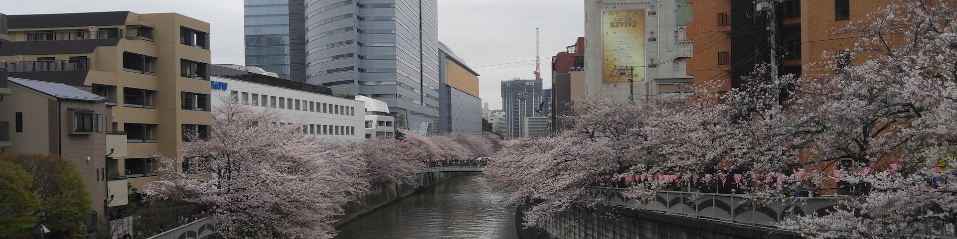 Meguro river with Sakura Blossom
