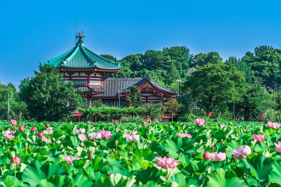 A traditional Japanese temple surrounded by lush greenery and blooming lotus flowers.