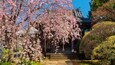 Kirschblüten, traditionelle japanische Architektur und ein Kiesweg.