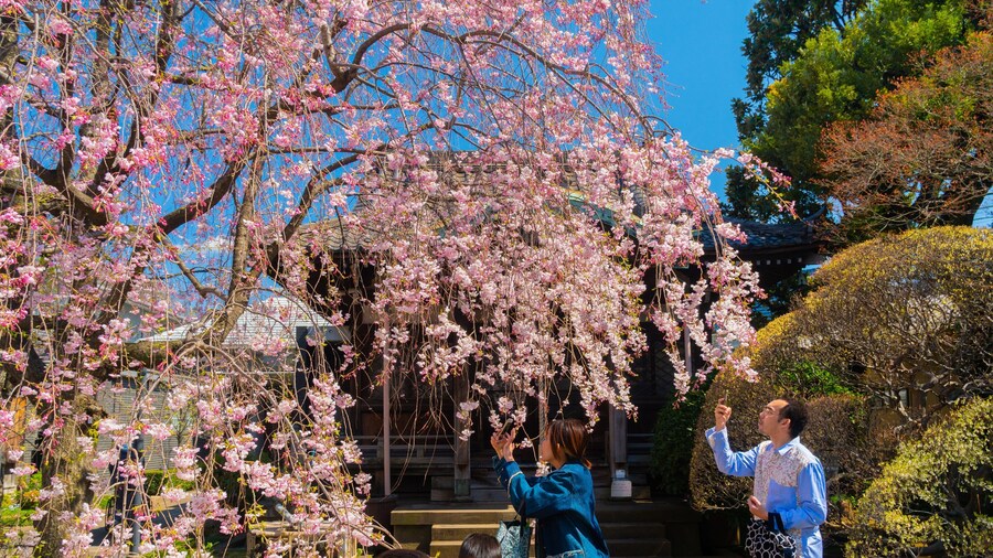 Yanaka which includes wildflowers as well as a couple
