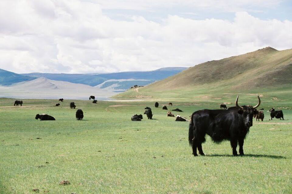 A herd of black yaks grazing in a grassy field with rolling hills in the background.