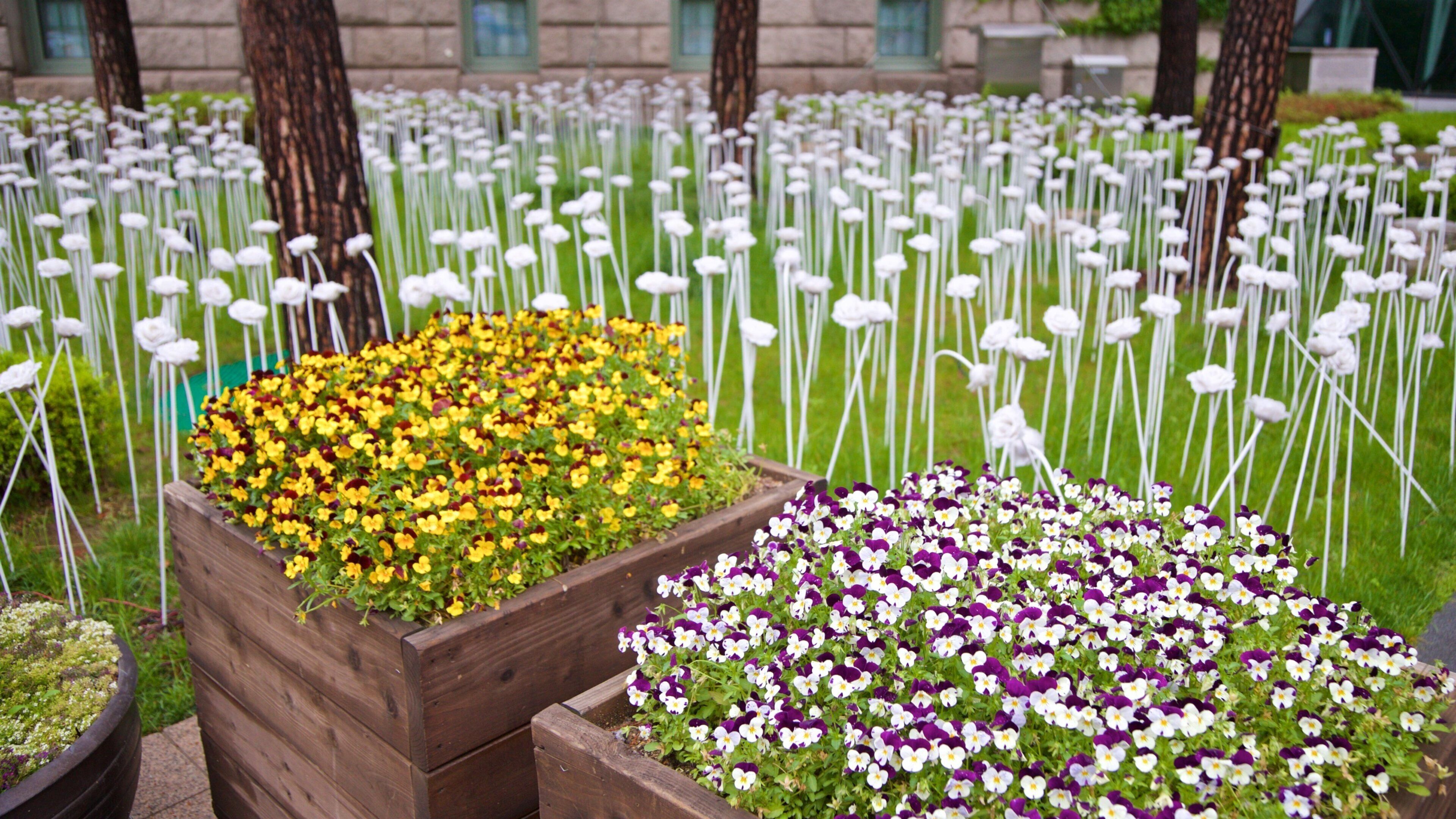 Seoul Plaza showing flowers