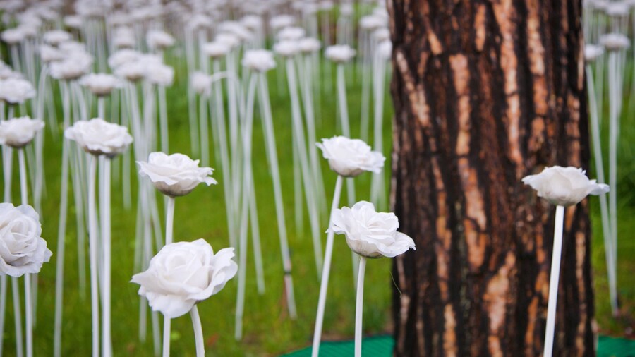 Seoul Plaza showing flowers