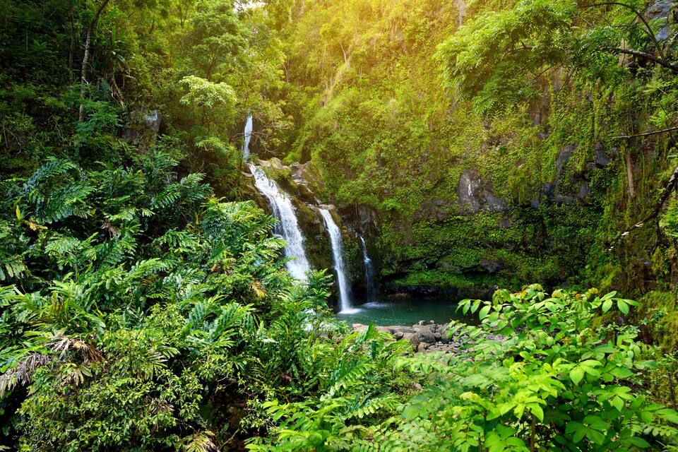 A waterfall surrounded by dense green foliage.
