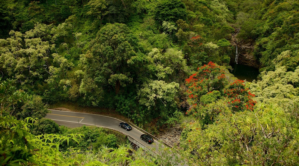 Garden of Eden Arboretum which includes forests
