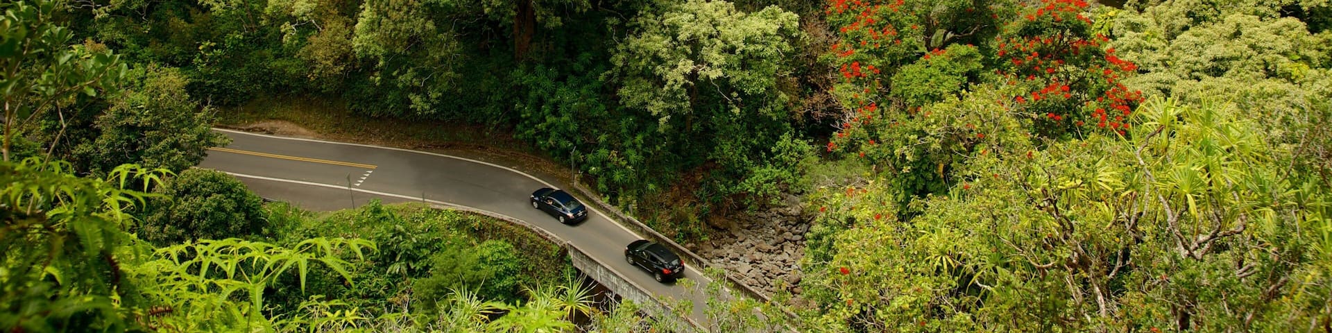 Garden of Eden Arboretum showing forests