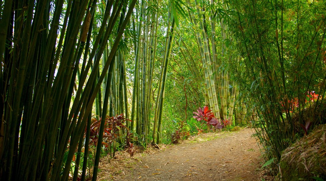 Garden of Eden Arboretum which includes rainforest, landscape views and wildflowers