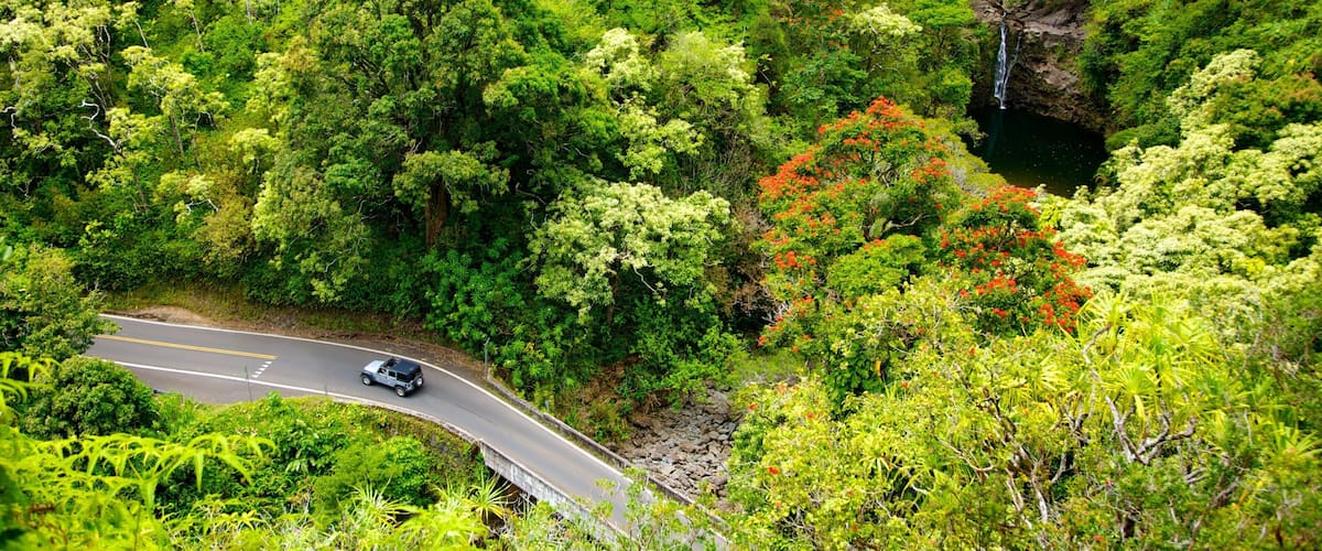 Maui welches beinhaltet Regenwald, Umherreisen und tropische Szenerien