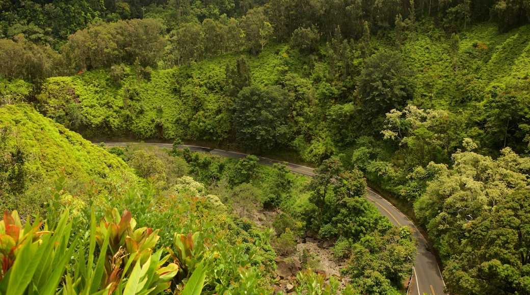 Garden of Eden Arboretum featuring forest scenes