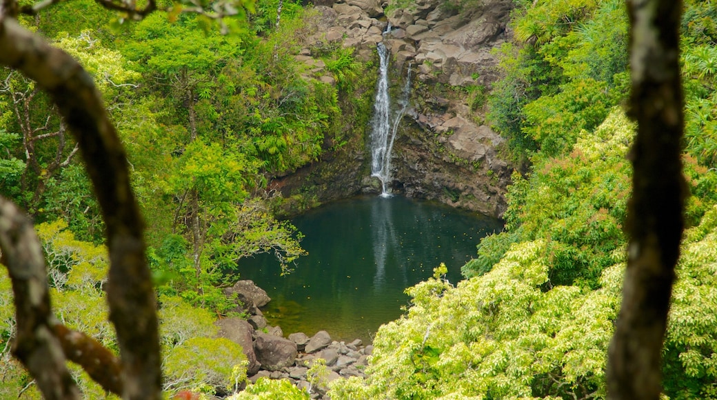 Isla de Maui ofreciendo vistas panorámicas, bosques y un parque