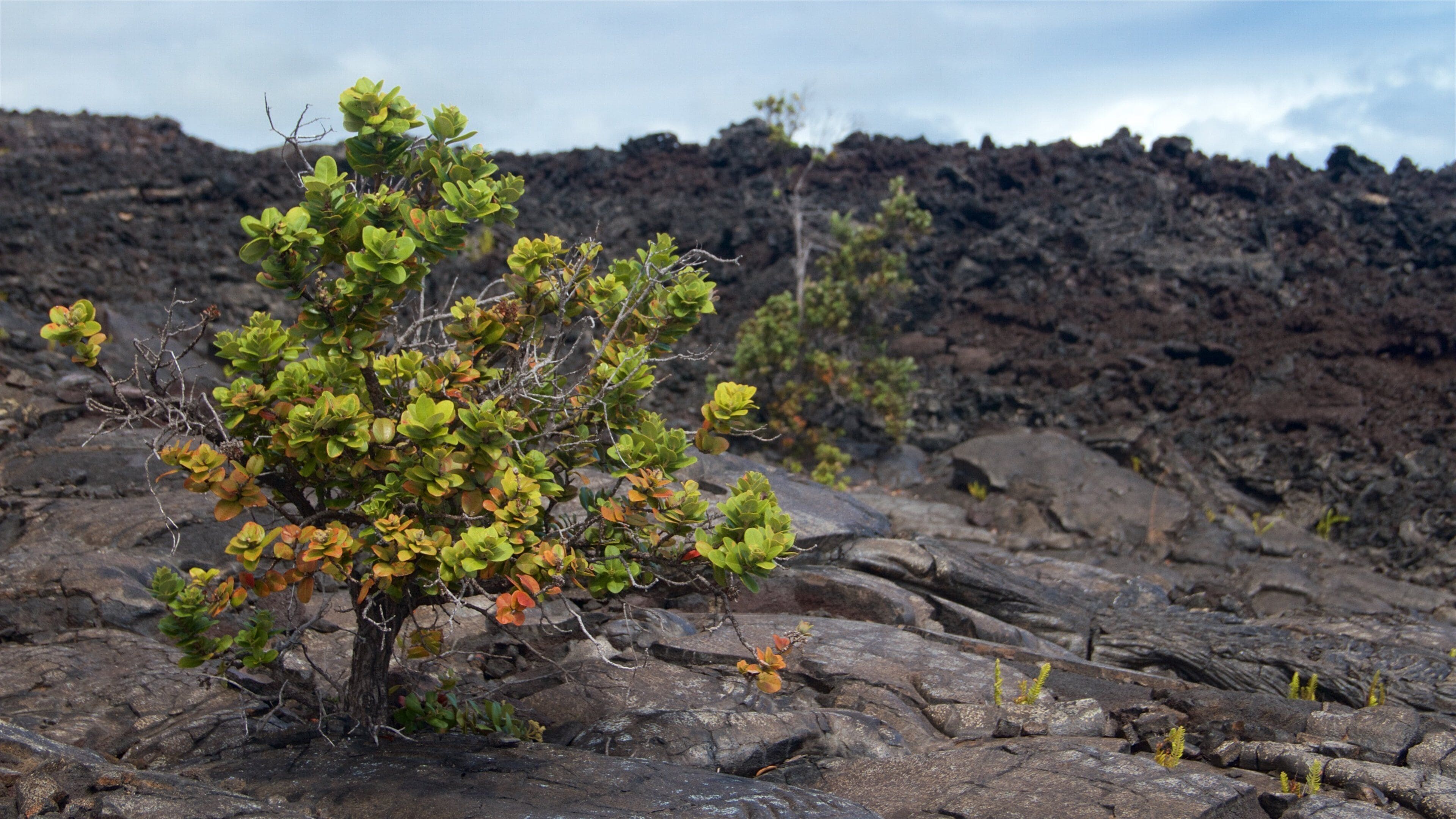 Hawaii vulkanske nasjonalpark